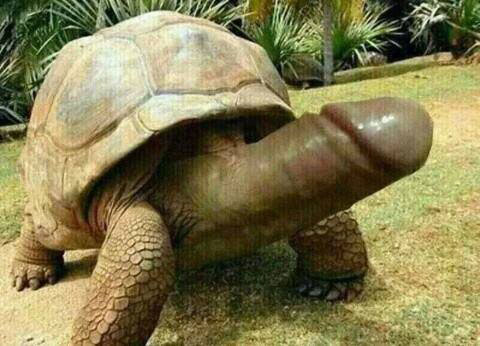 Turtle penis